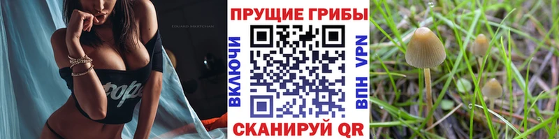 Псилоцибиновые грибы Magic Shrooms  kraken ССЫЛКА  Нея 